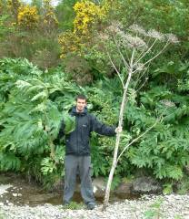 Giant Hog Weed